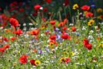 Blomsterängsblandning Sommar | Ettåriga 5kvm