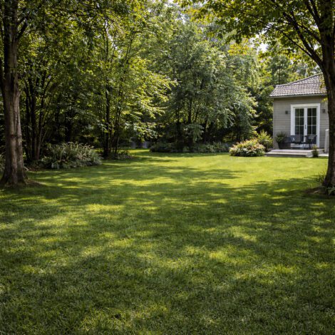 Gräsmatta Skugga _ För skuggiga gräsytor men även för dig som har soliga & näringsfattiga ytor