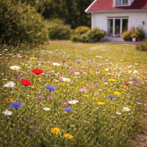 Blomsterängsblandning Perenn 1000x1000px