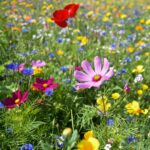Blomsterängsblandning Perenn | Ettåriga och Fleråriga 5kvm