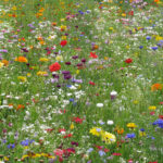 Blomsterängsblandning medelhög | Ettåriga och Fleråriga 5kvm