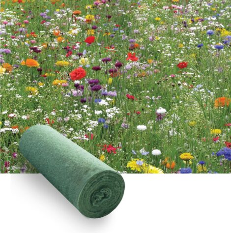 Blomsterängsblandning medelhög | Ettåriga och Fleråriga 5kvm