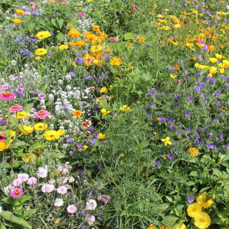 Blomsterängsblandning Humla | Ettåriga och Fleråriga 5kvm