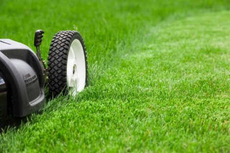 Gräsfrö Extra Green 15 Kg | Idealiskt för robotgräsklippare