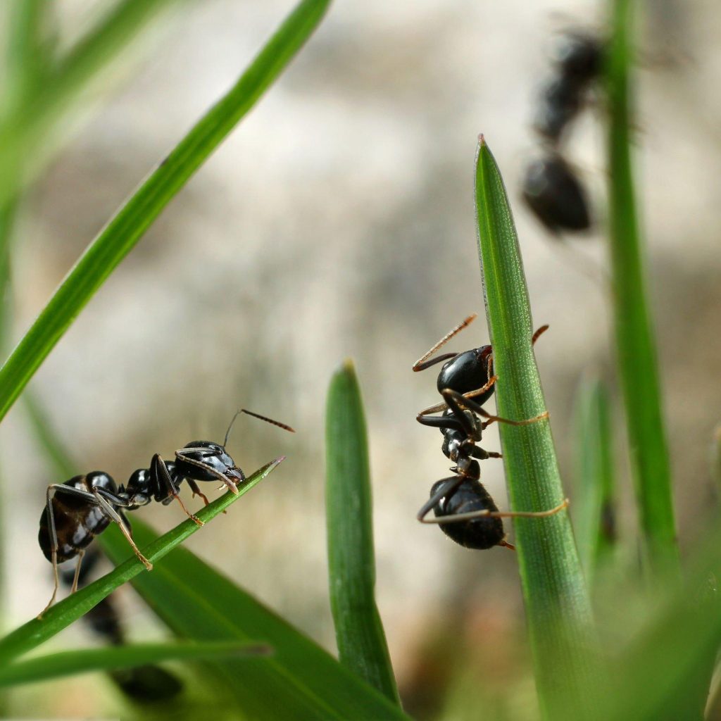 myror äter gräsmatta