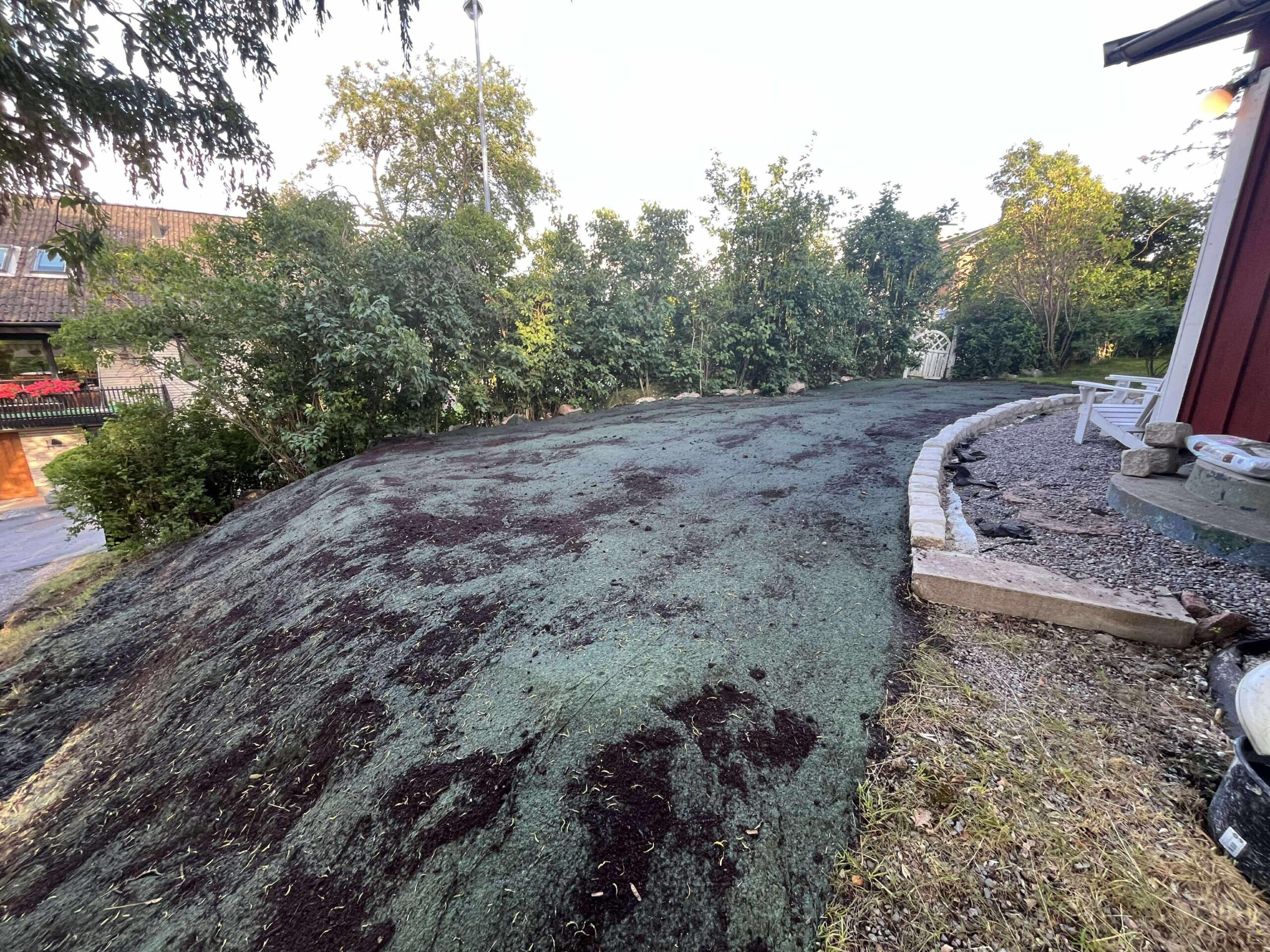 Gräsmatta under etablering efter installation