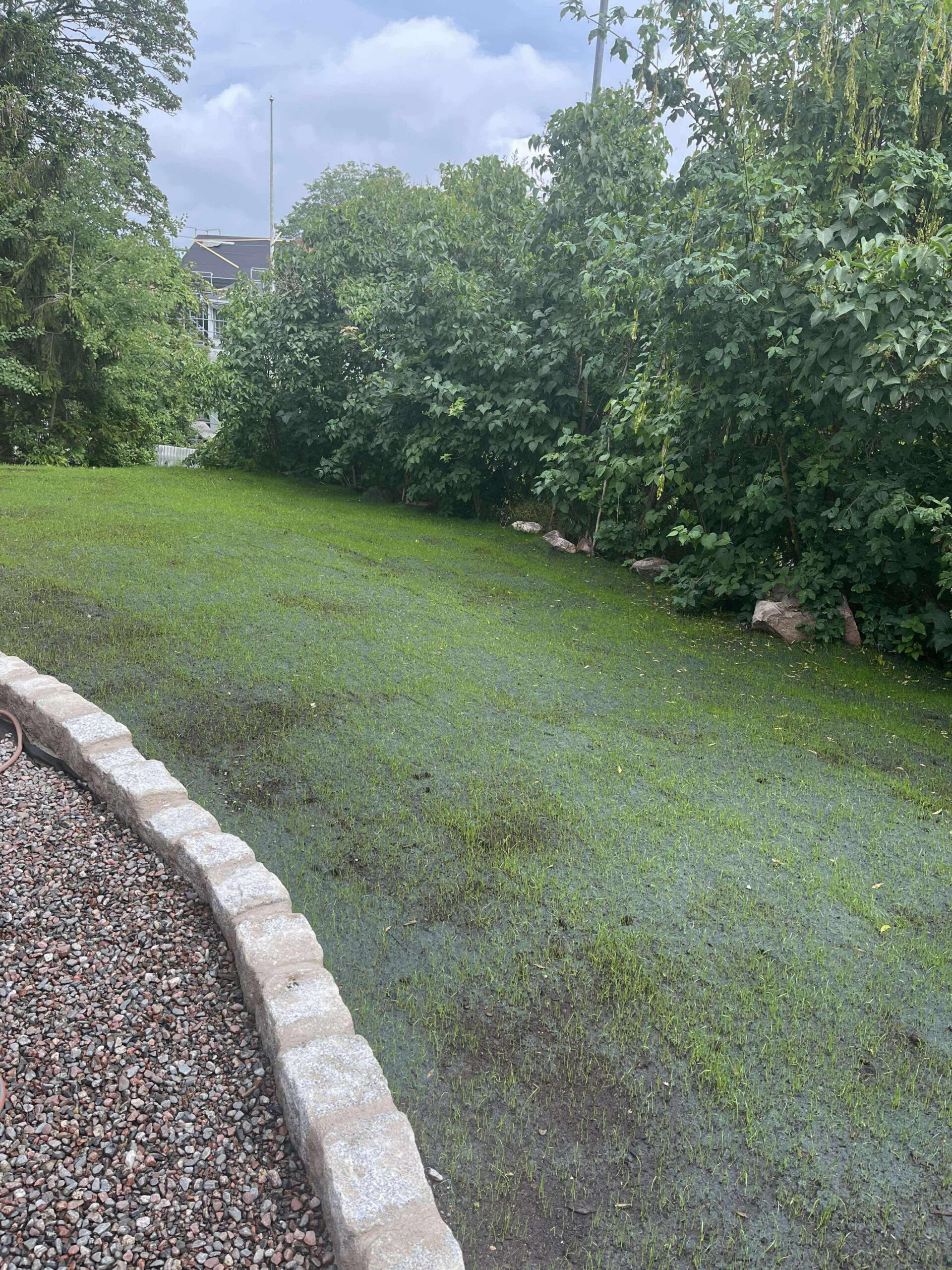 Första synliga groningen i den nya gräsmattan