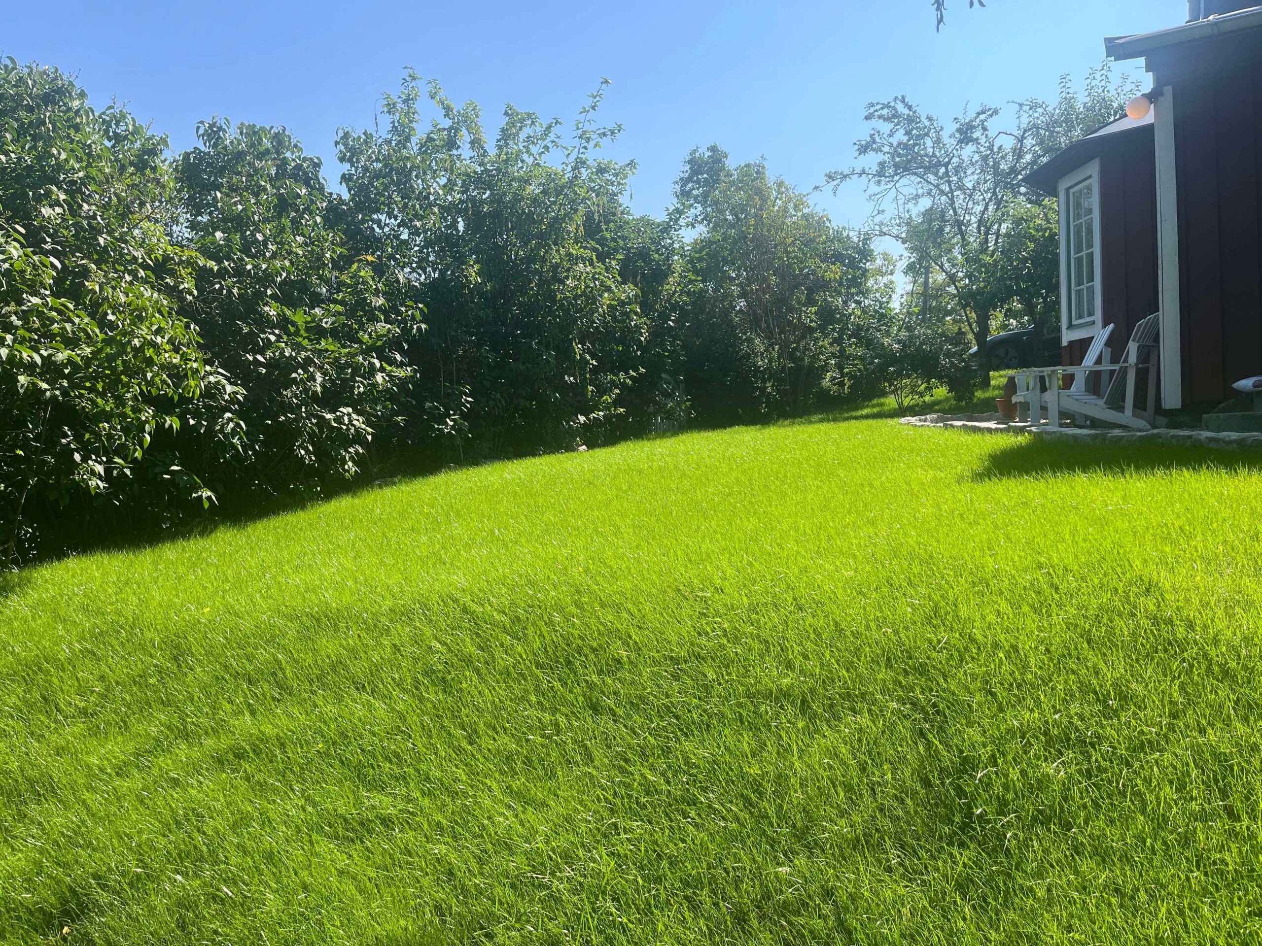 Färdigetablerad grön gräsmatta vid huset