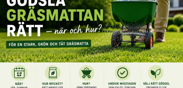 Gödsla gräsmattan rätt – när och hur?
