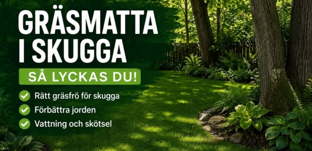 Gräsmatta i skugga – så lyckas du