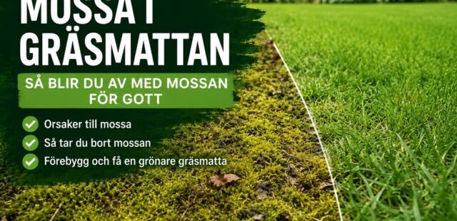 Mossa i gräsmattan – orsaker, behandling och förebyggande tips