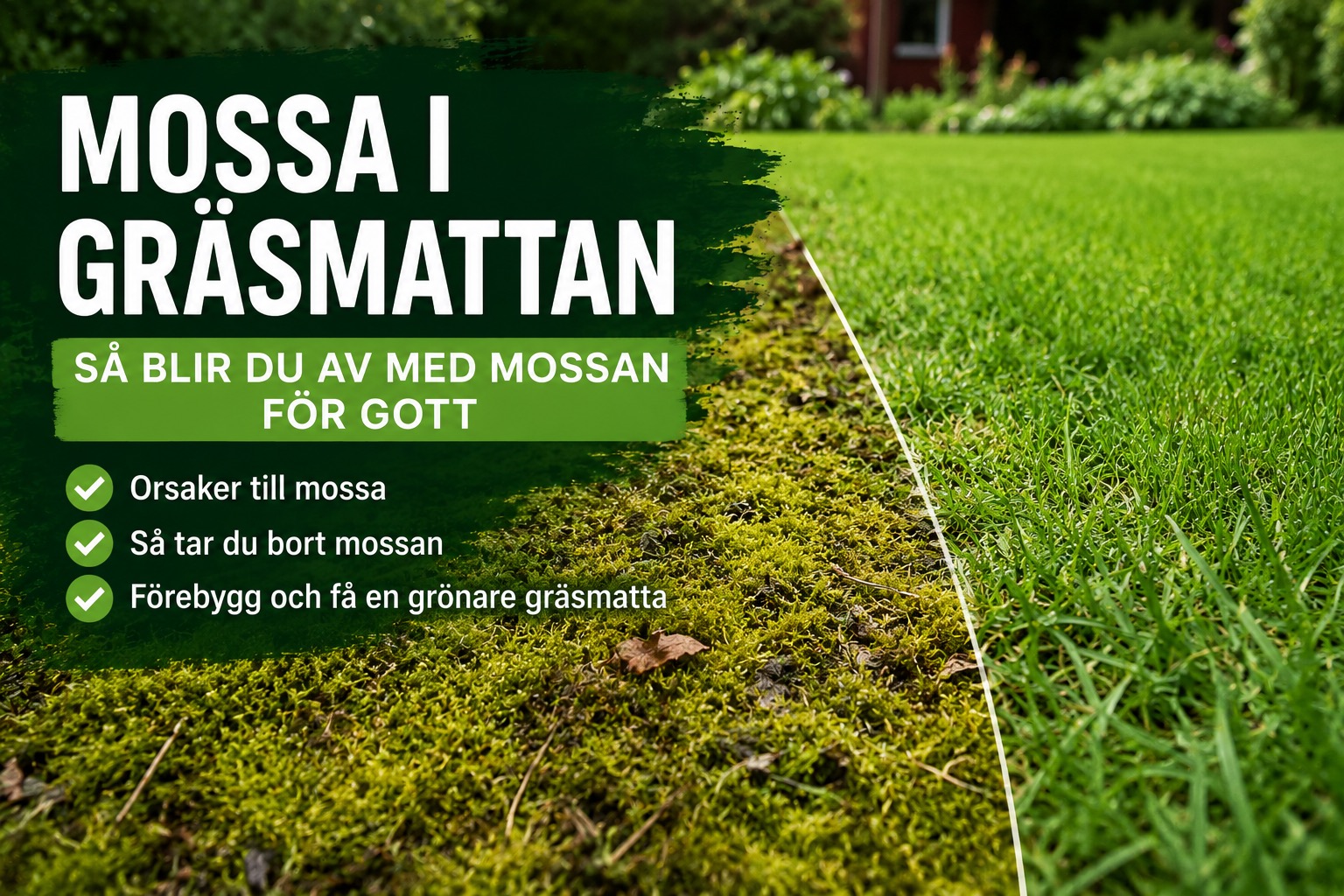 Mossa i gräsmattan – orsaker, behandling och förebyggande tips