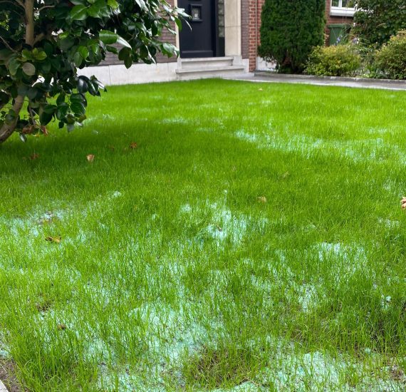 Gräsmatta Turfquick