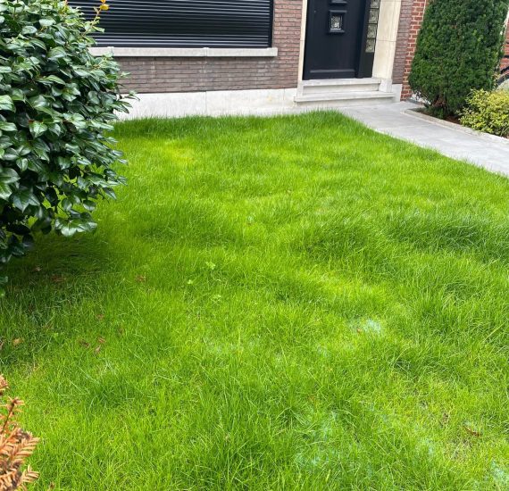 Gräsmatta Turfquick