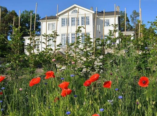 sommar blomsteräng