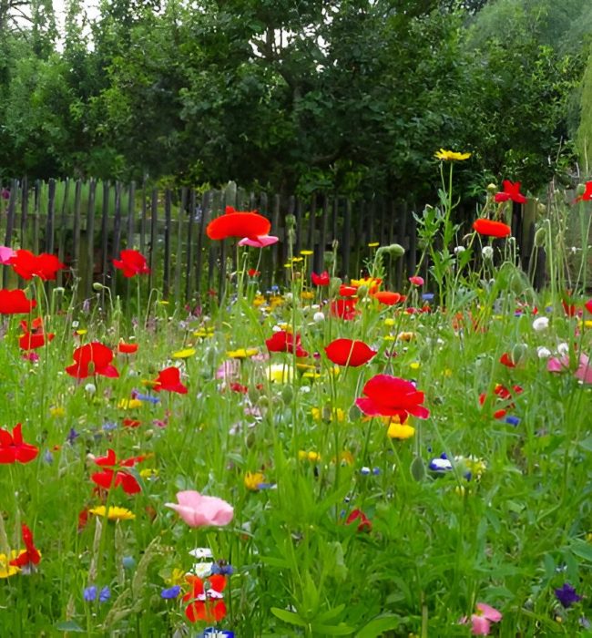 Ängsblommor