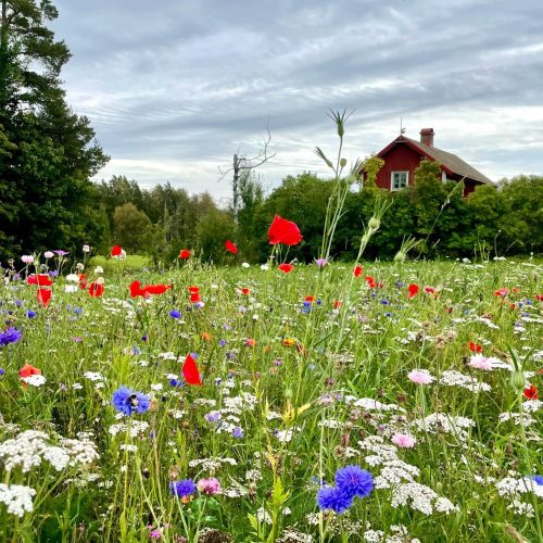 Ängsblommor