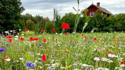 Ängsblommor