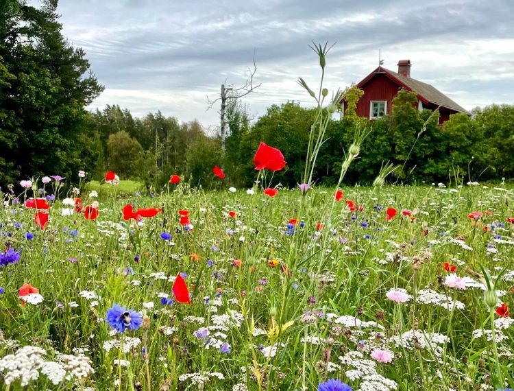 Ängsblommor