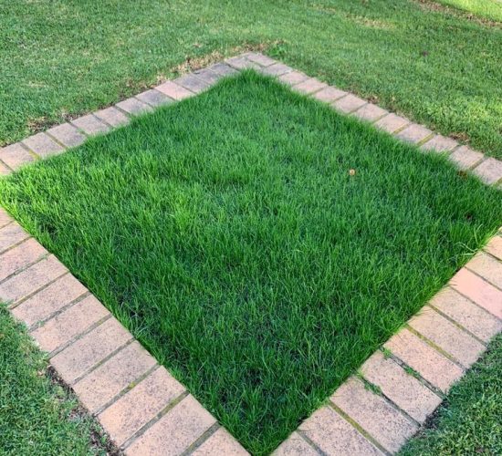 turfquick gräsmatta reparera