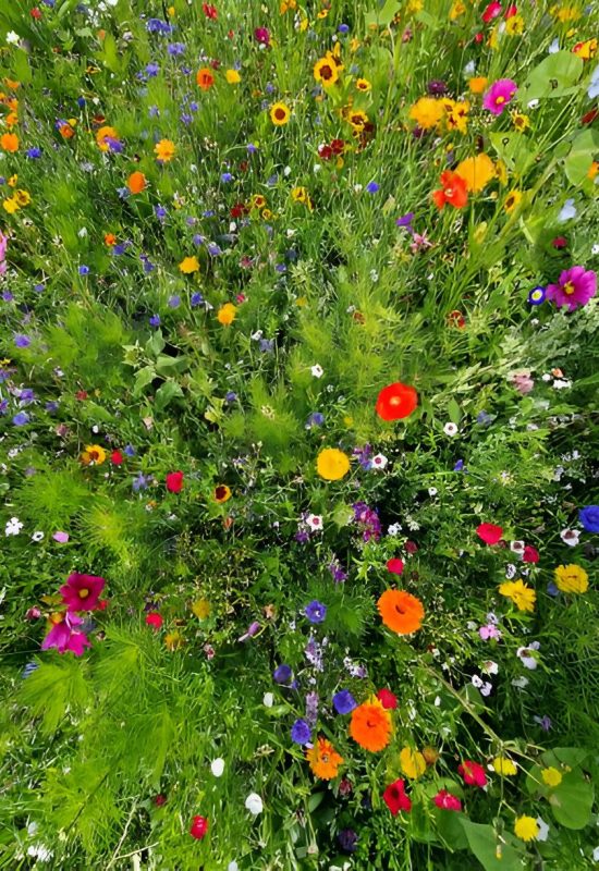 Så här sköter du en blomsteräng