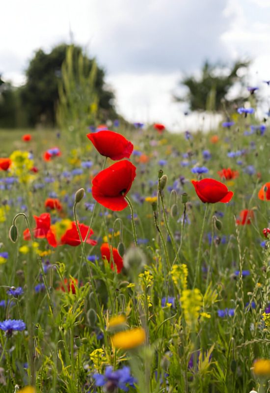 Skapa en Blomsteräng- Så Här Odlar du Ängsblommor
