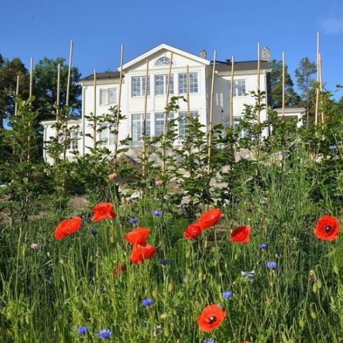 blomsteräng 06