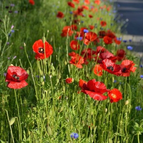Skapa en blomsteräng
