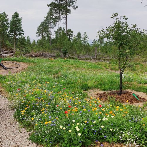 blomsteräng 10