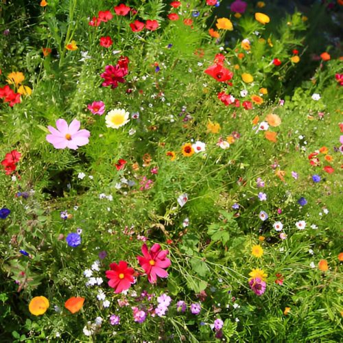 blomsteräng 24